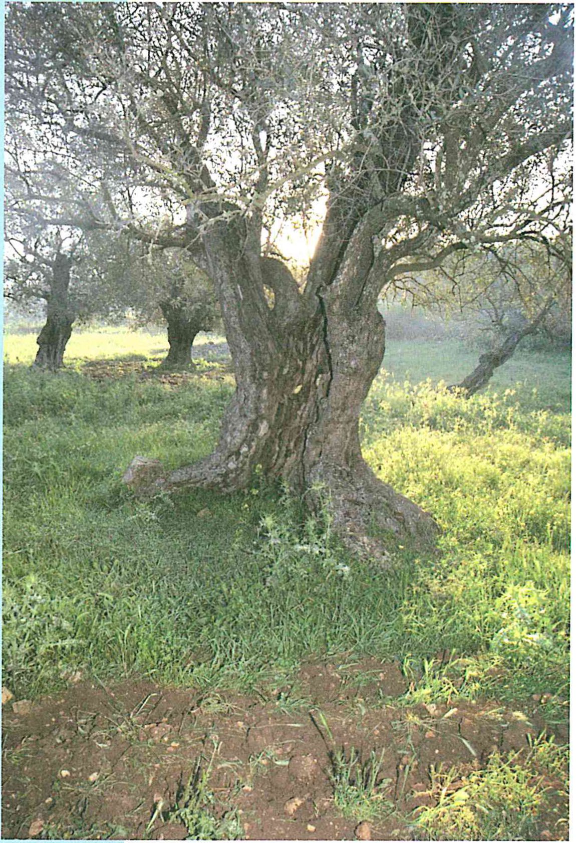 (בספר ציור של עץ הזית שהוא עץ מוגן)